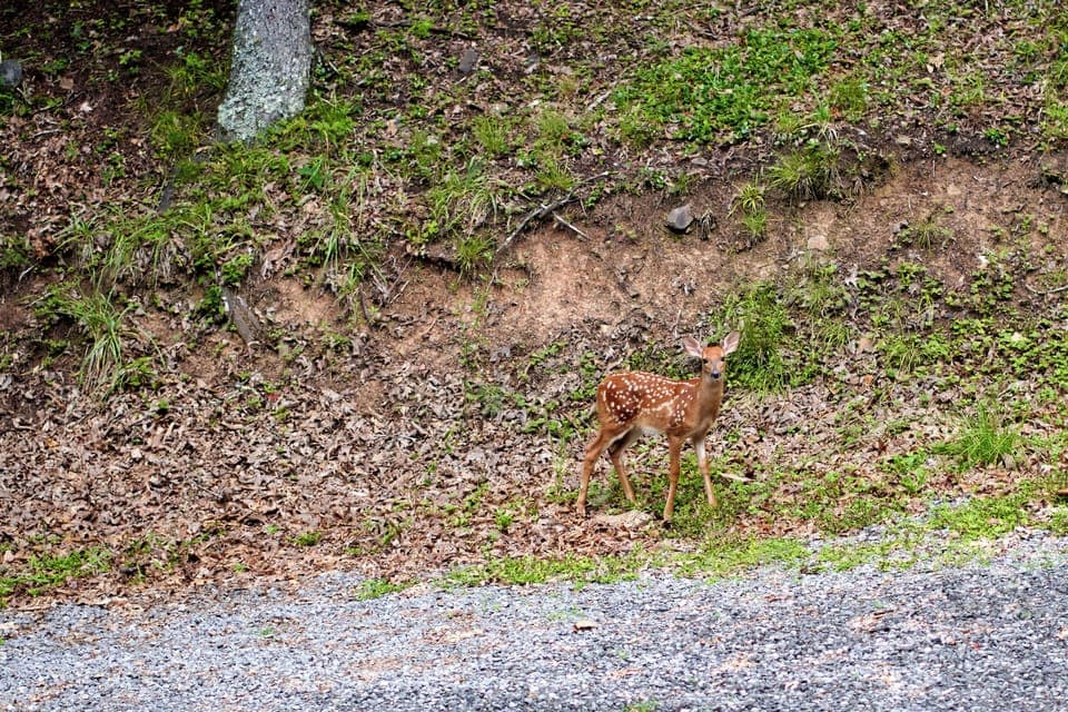 Deer on Property