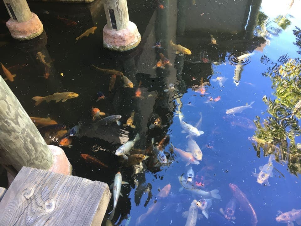 Koi pond