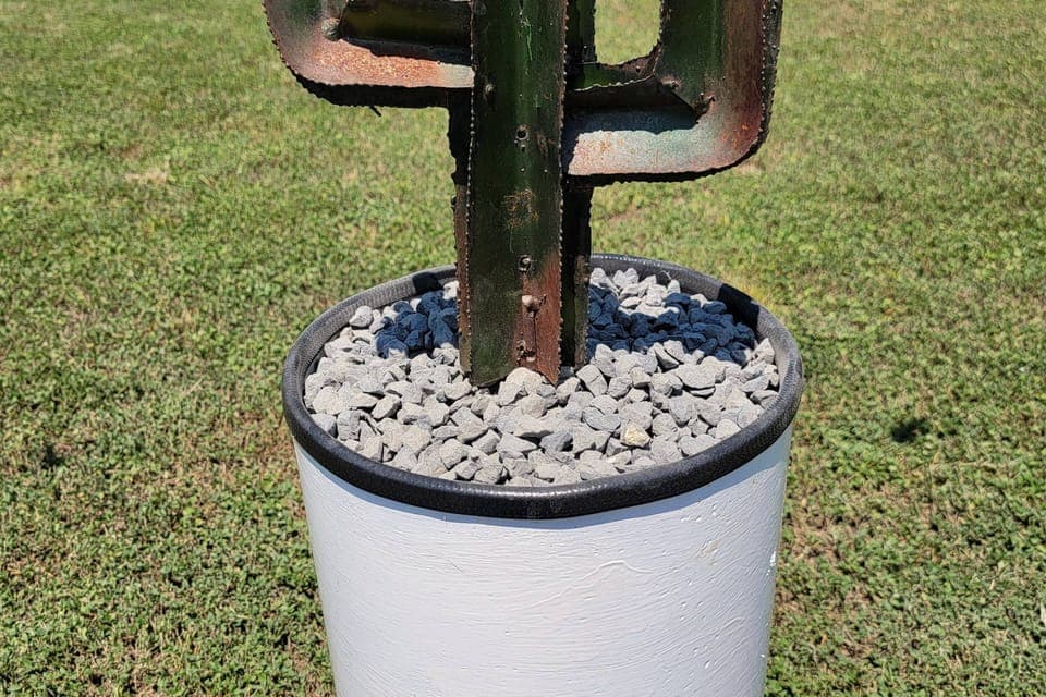 Cactus decoration in large back yard