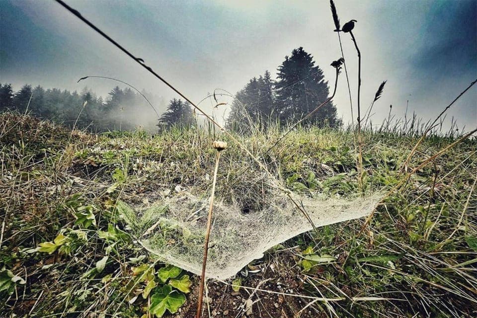 Region [summer] (>5 km)