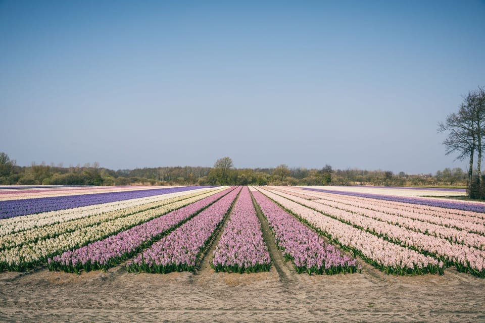 Immediate Surroundings [summer] (<1 km)