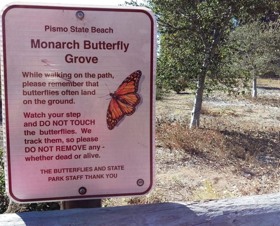 A short walk to the monarch grove in season.