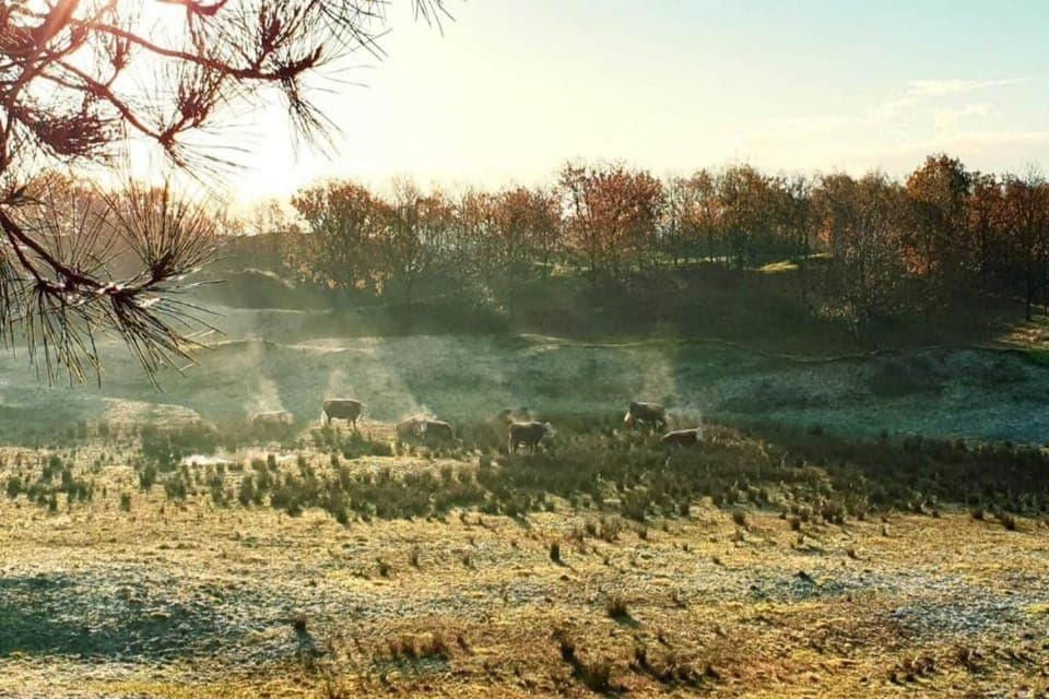 Region [summer] (>5 km)