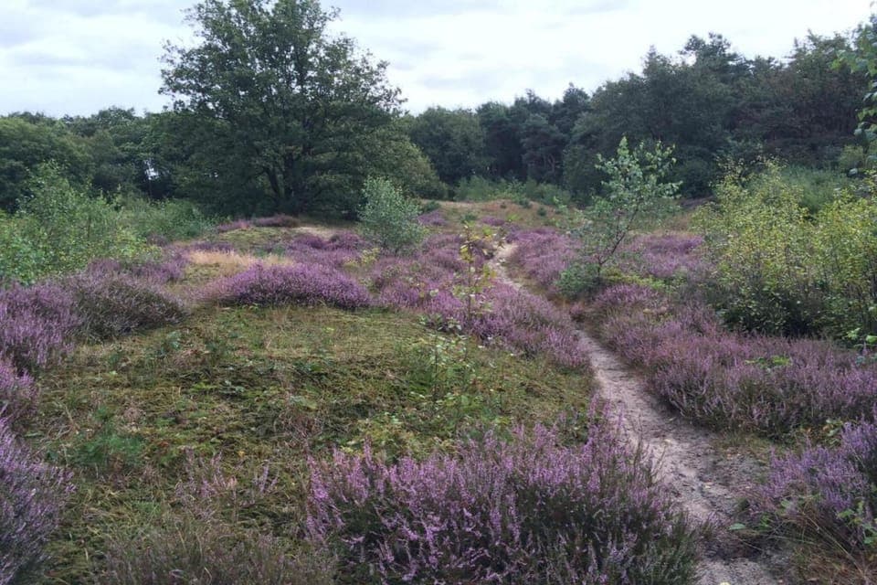 Region [summer] (>5 km)