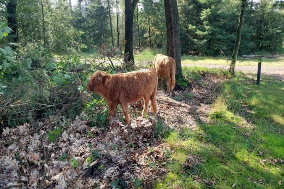 Region [summer] (>5 km)