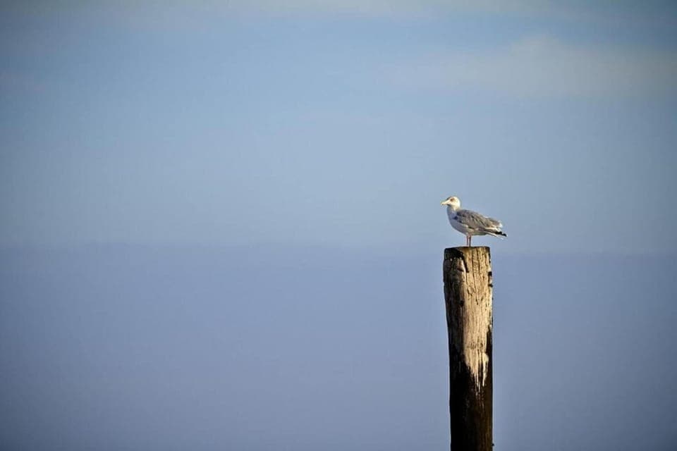 Region [summer] (>5 km)