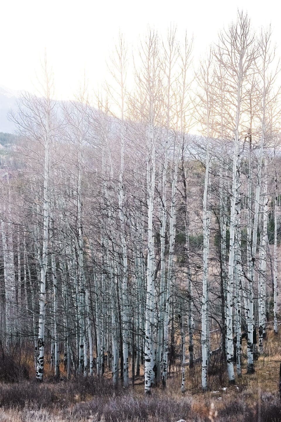 Four beautiful seasons of Aspen trees