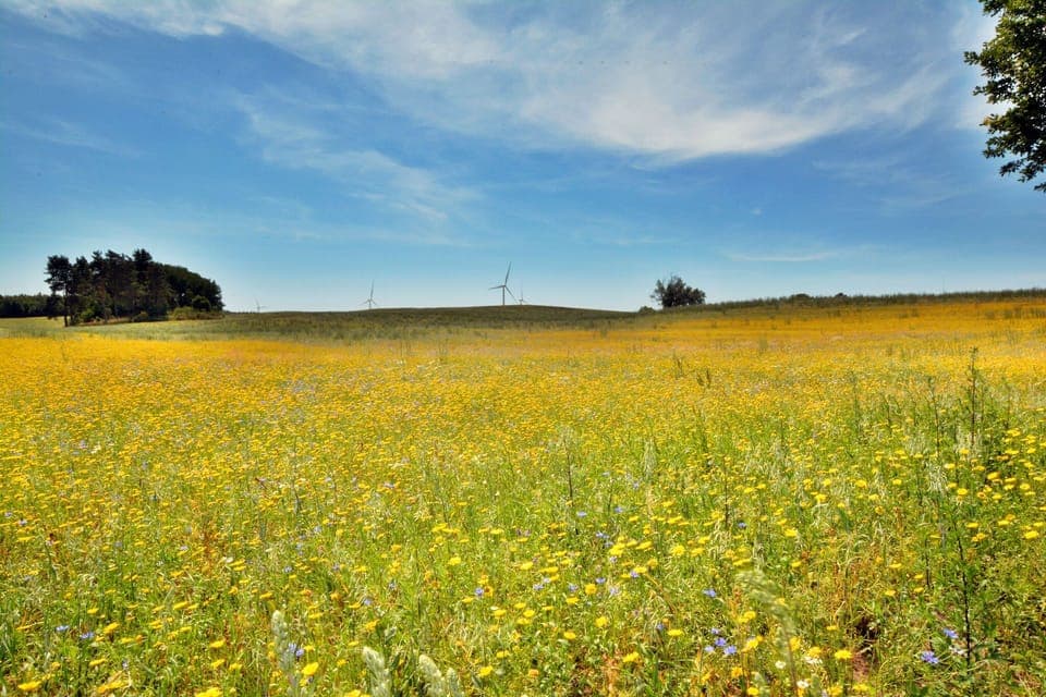 Immediate Surroundings [summer] (<1 km)