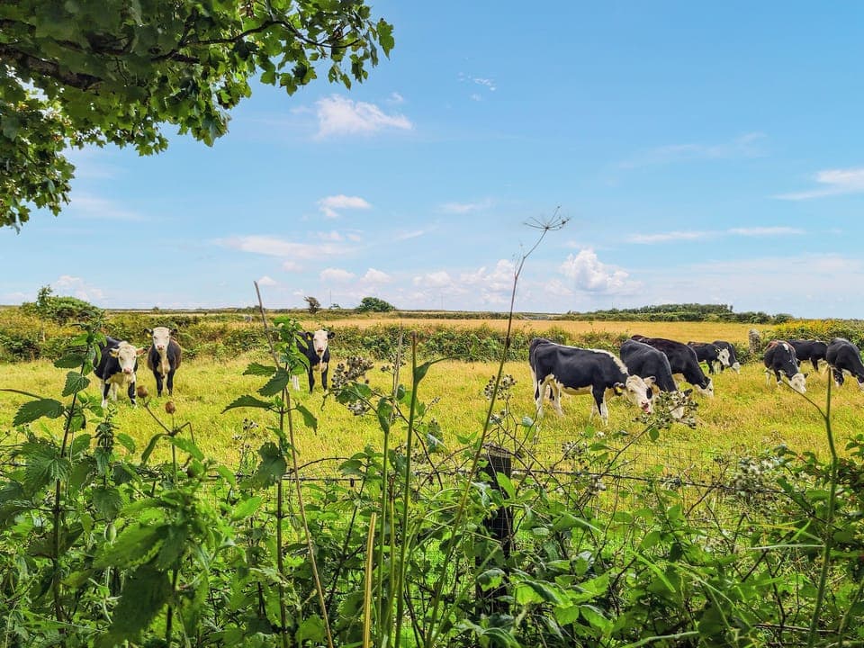 Surrounding area | Carnlussack Cottage, Troon, near Camborne