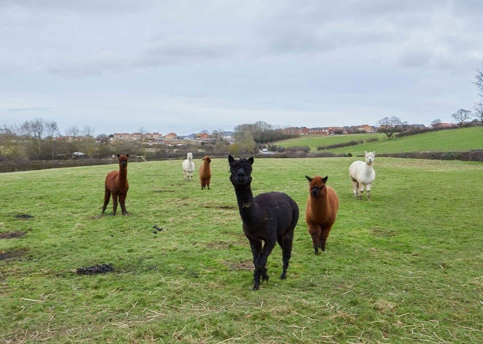 House | 2 bedrooms, Internet