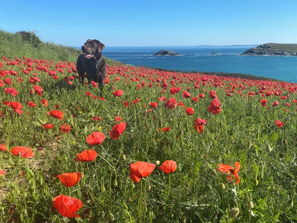 Cottage | Miscellaneous