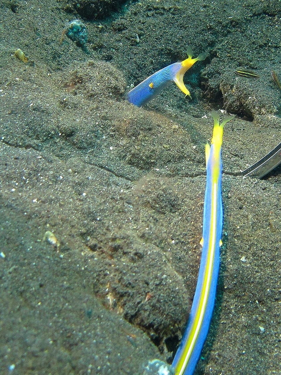 On the beach, black sand, sun loungers, beach umbrellas