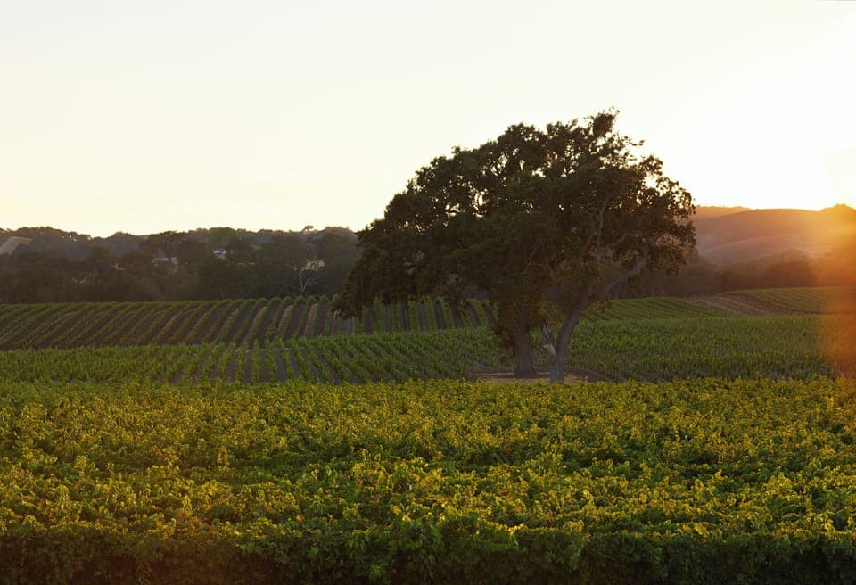 Standard Room, 1 King Bed | View from room