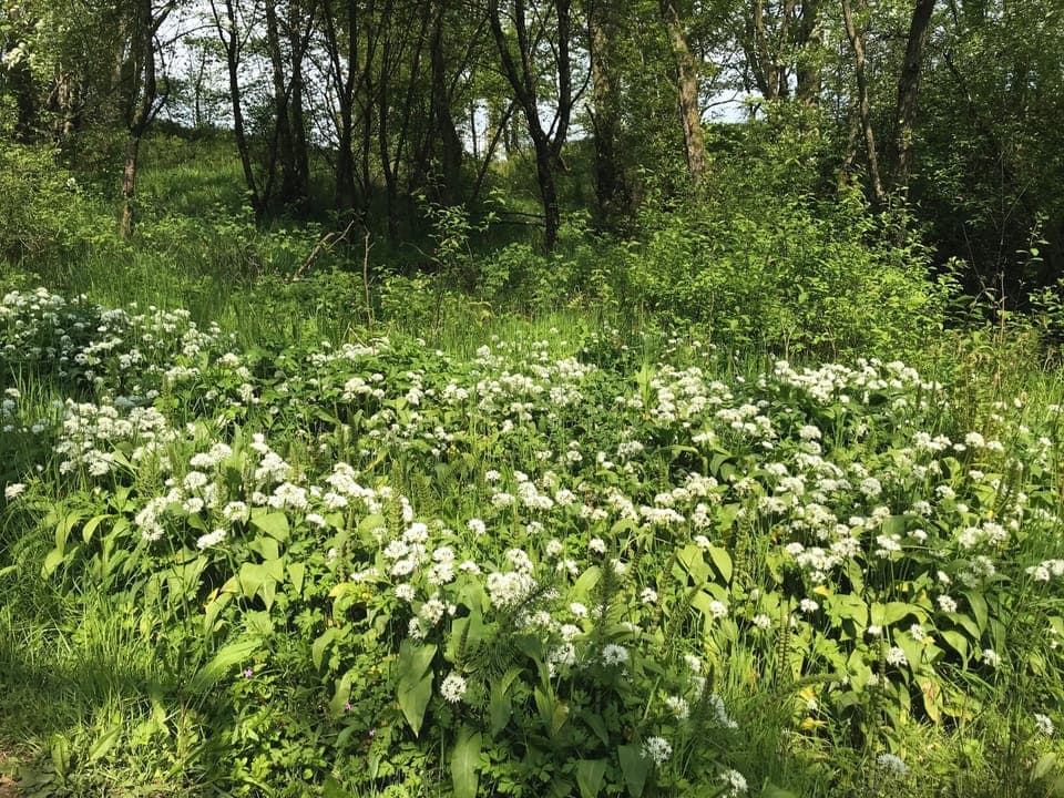 Cottage | Property grounds