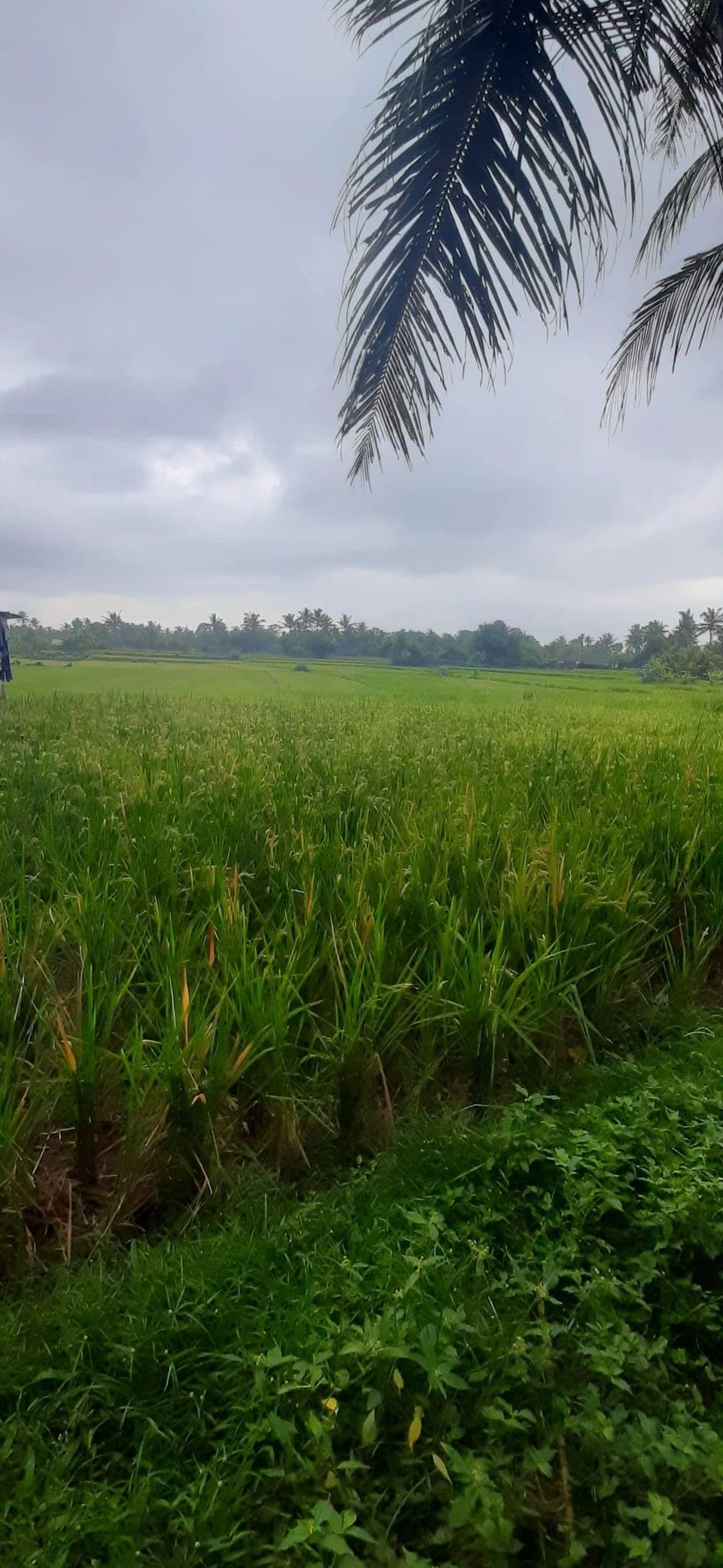 Deluxe Double Room, Garden View | Desk, free WiFi