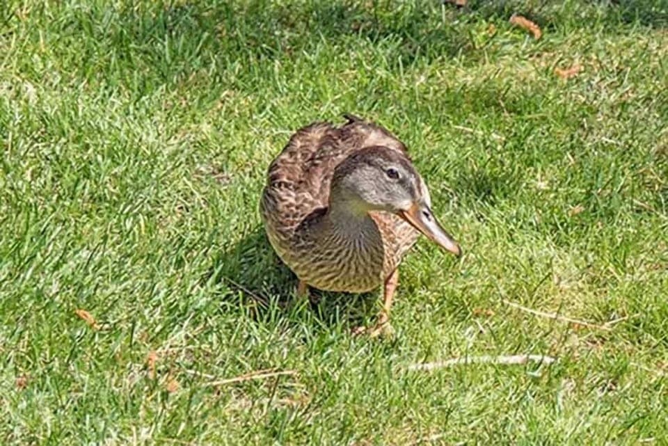 House, 4 Bedrooms | Property grounds