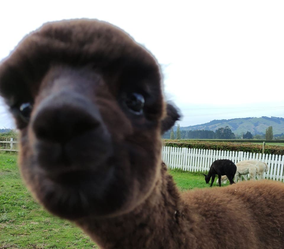 Honeymoon Studio Suite | Courtyard view