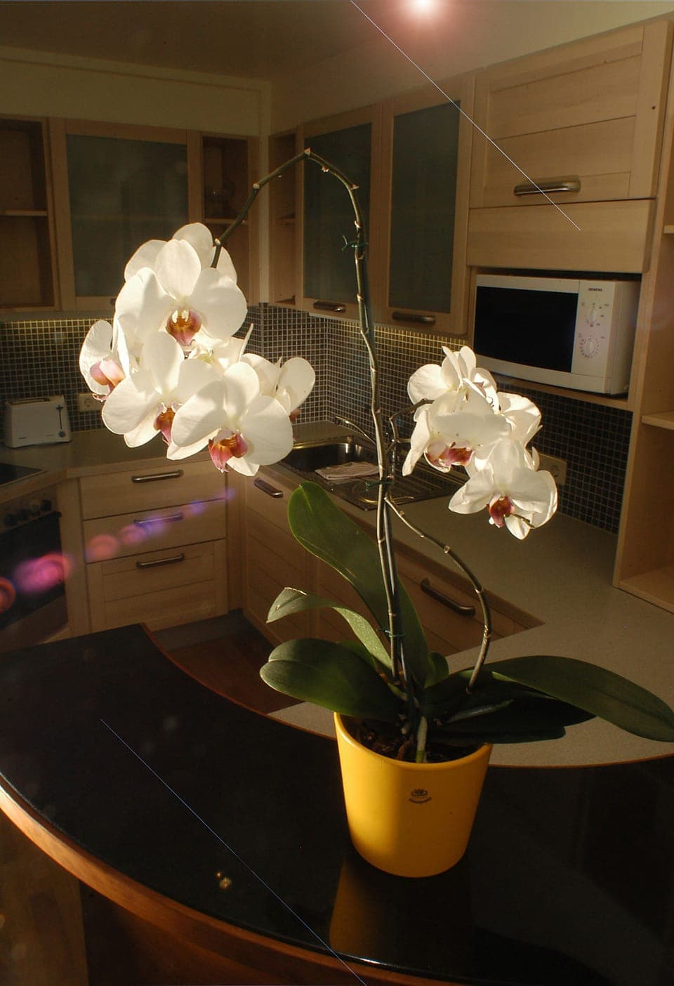 Standard Apartment (Typ A) | Private kitchen | Full-size fridge, microwave, stovetop, dishwasher