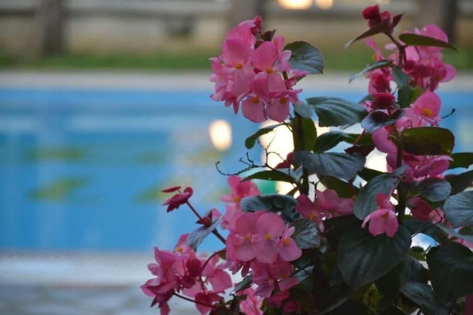 Outdoor pool, pool umbrellas, sun loungers