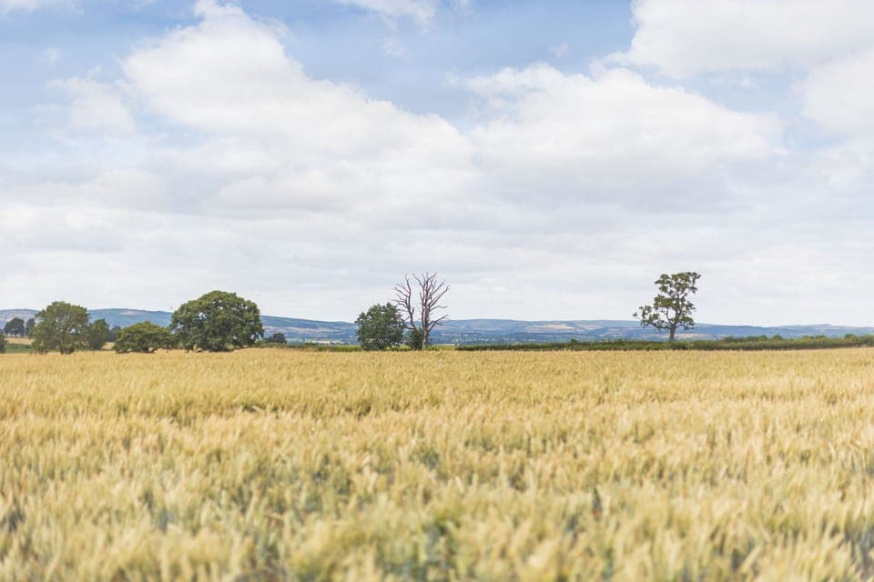 Cottage | Property grounds