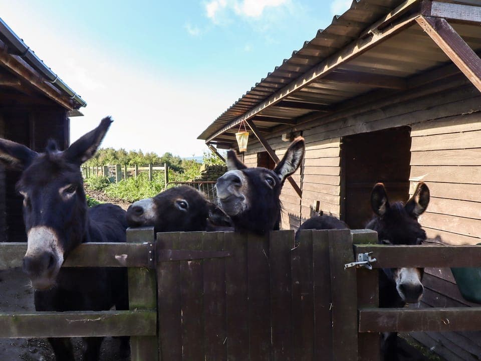 Cottage | Miscellaneous