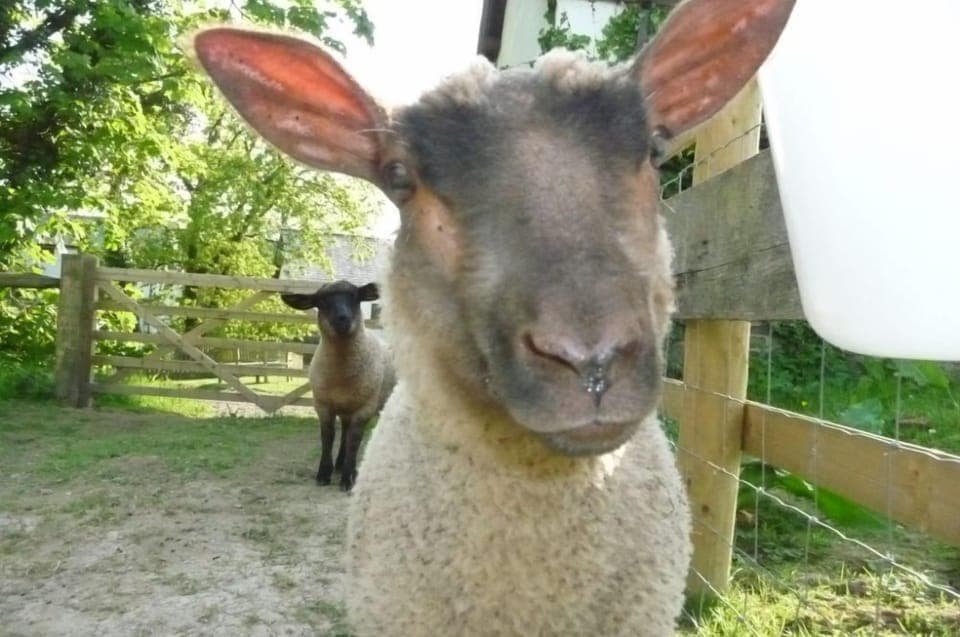 Cottage (Oak Apple) | Property grounds