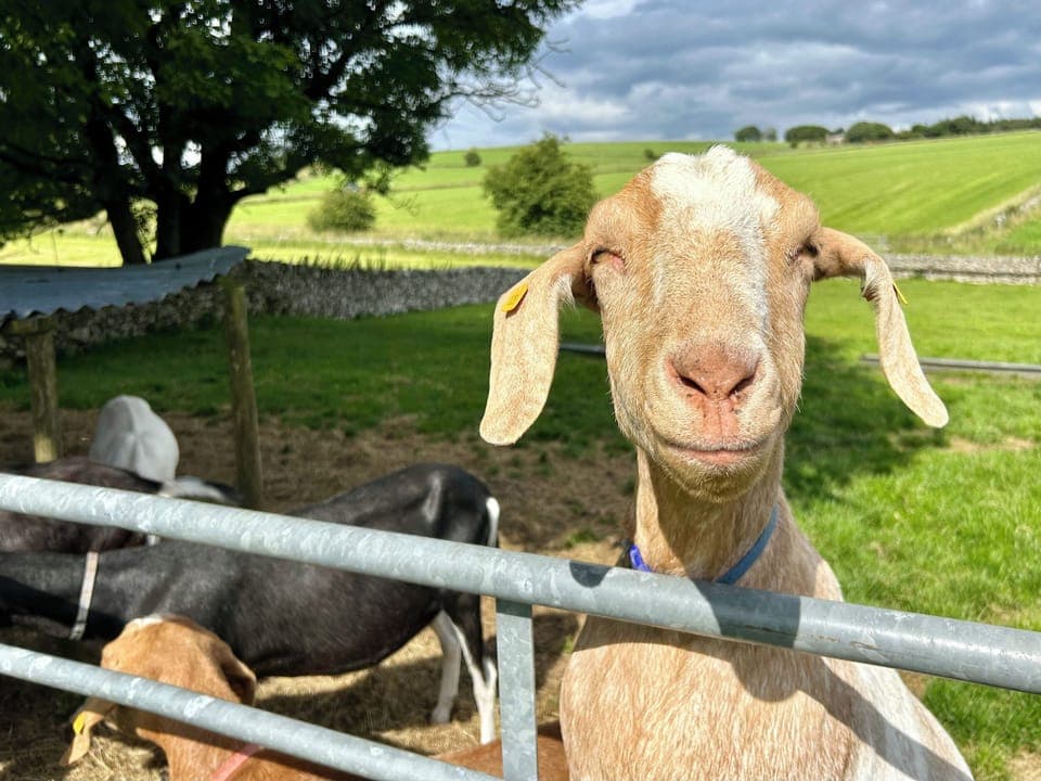 Cottage | Miscellaneous