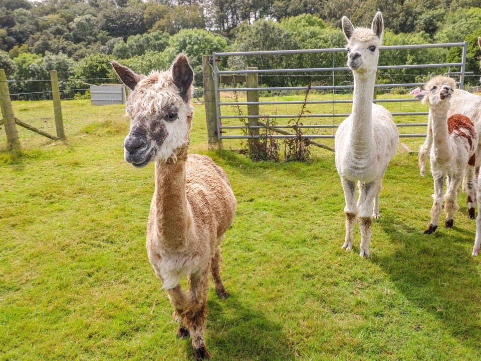 Cottage | Property grounds