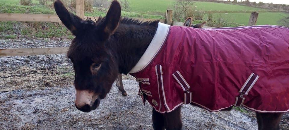 Cottage | Property grounds