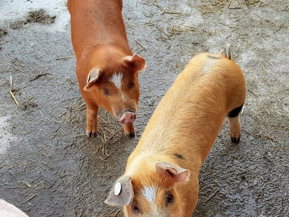 Apartment | Property amenity