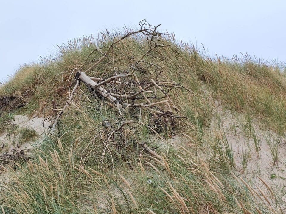 House | Miscellaneous