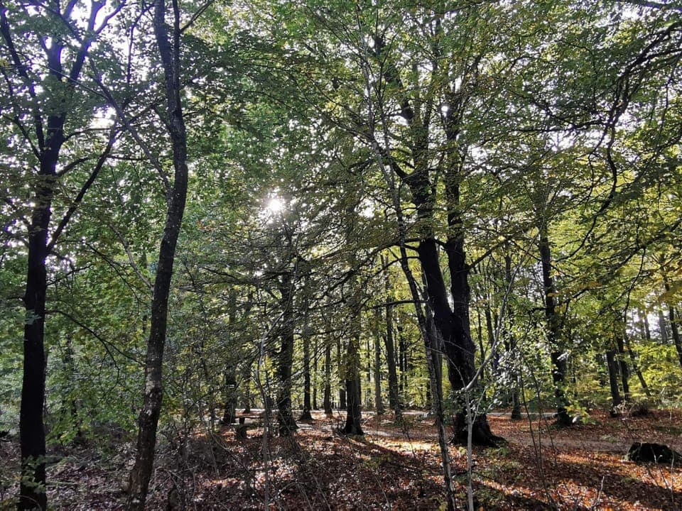 House | Miscellaneous