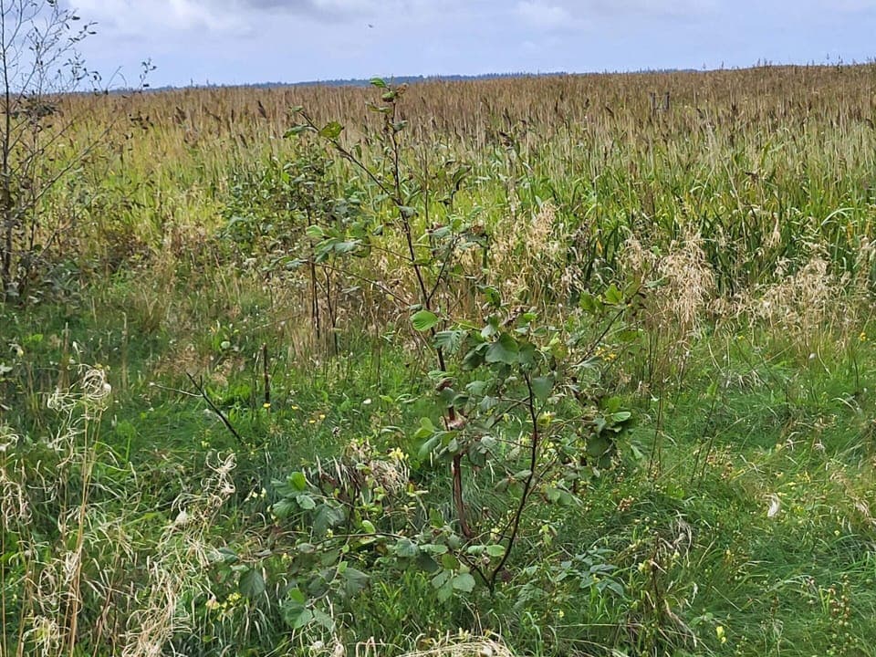 House | Miscellaneous