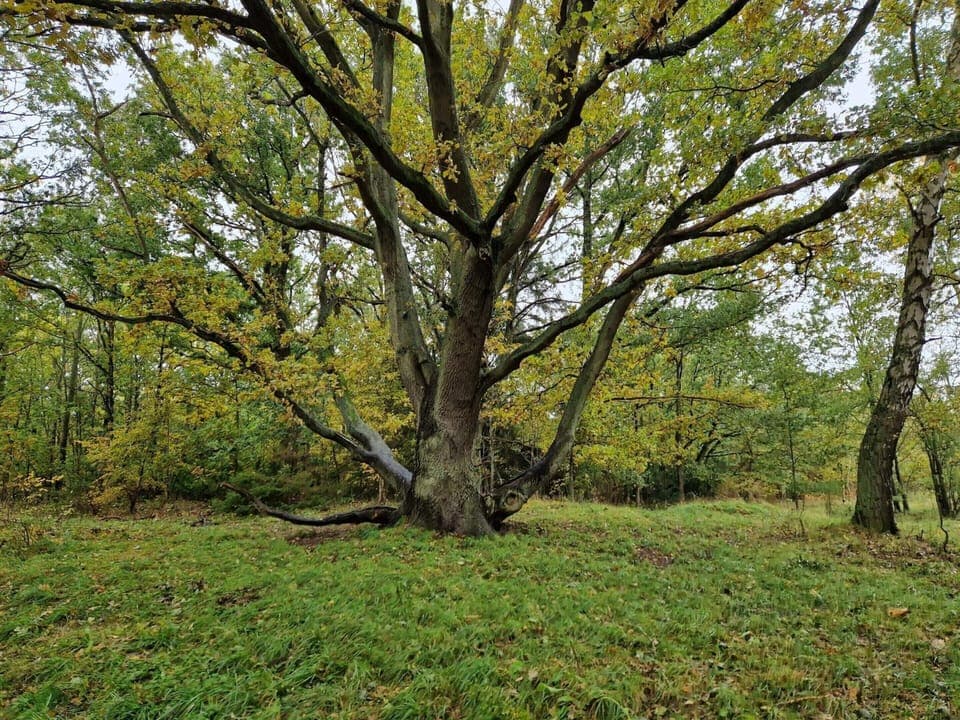 House | Miscellaneous