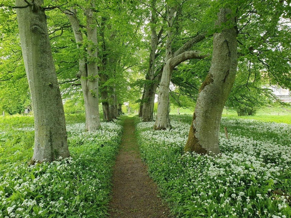 House | Property grounds