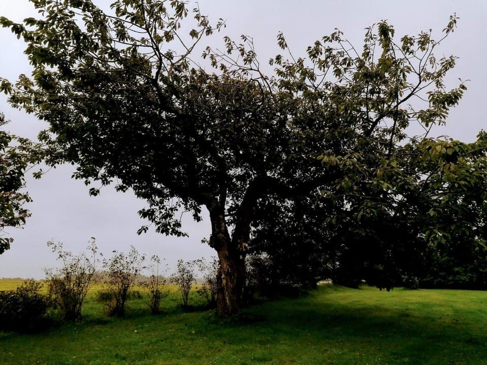 House | Miscellaneous