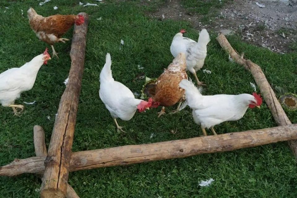 Children's activities