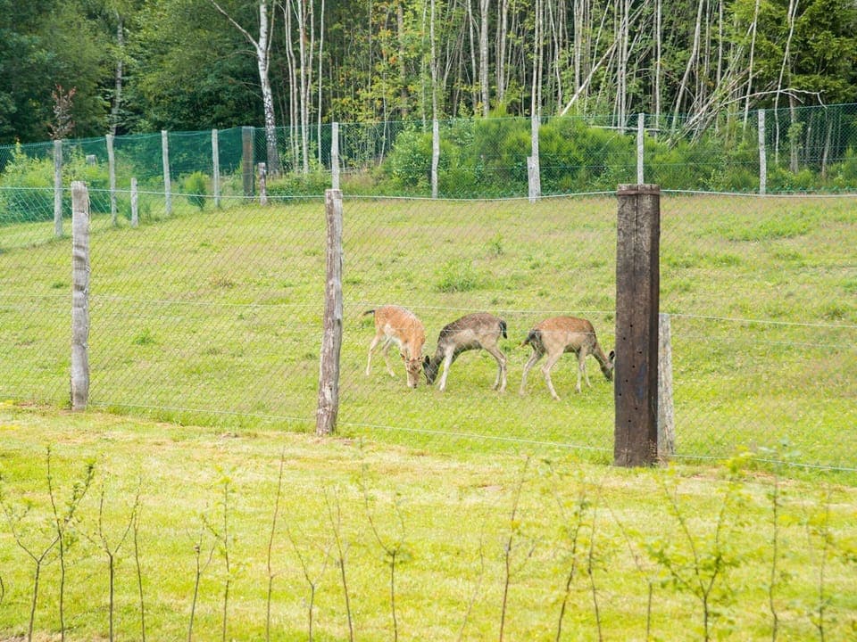 Chalet | Miscellaneous