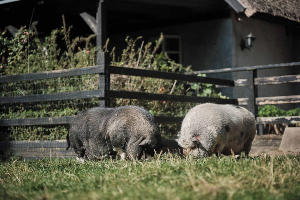 Pet-friendly amenities