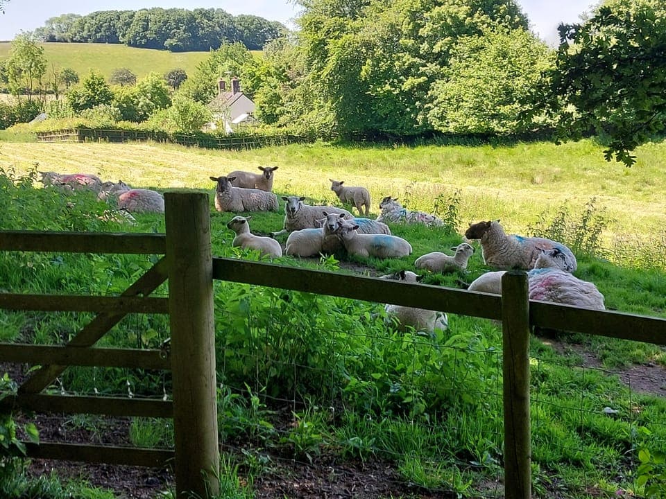 Cottage | Miscellaneous