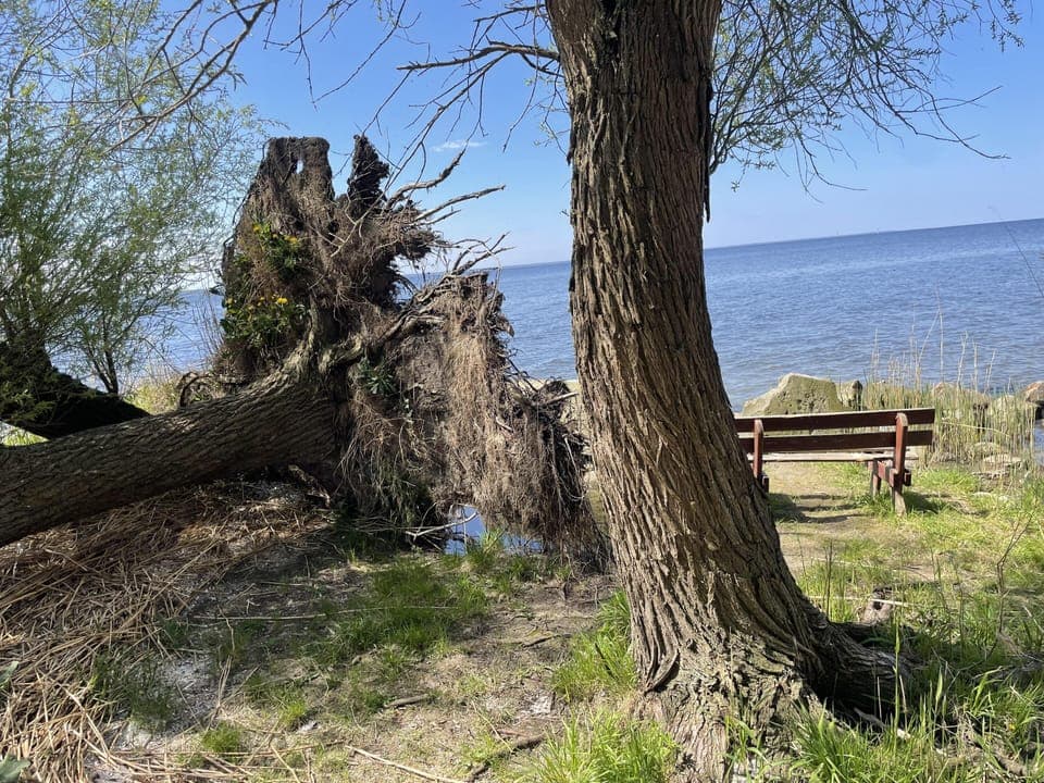 House | Property grounds