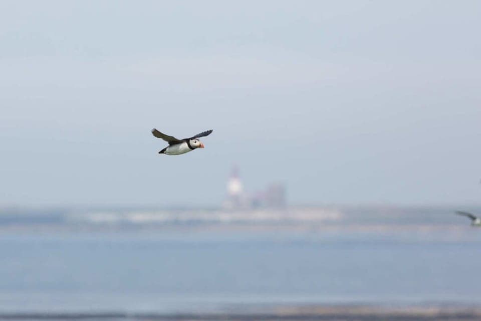 Apartment | 1 bedroom, Internet