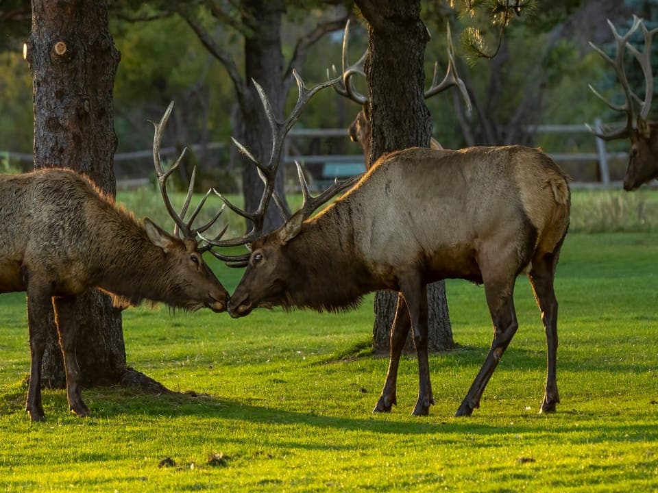 Powell Peak - Elk bulls