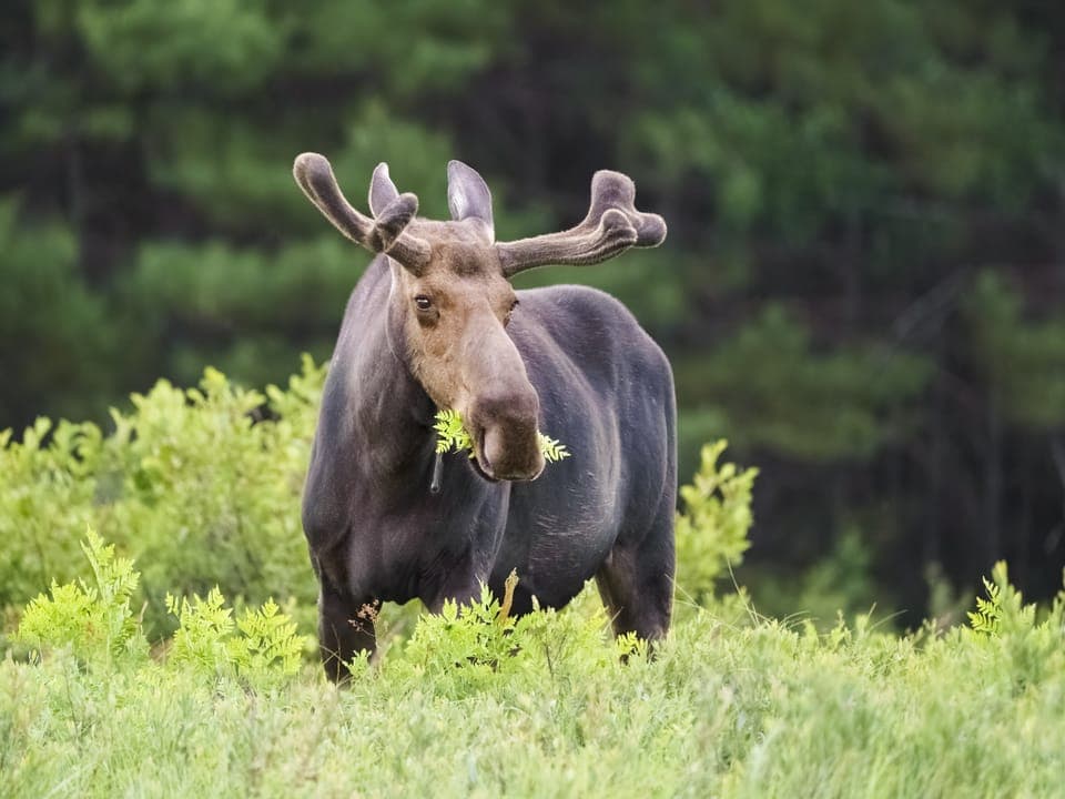 I spy with my little eye, A MOOSE!