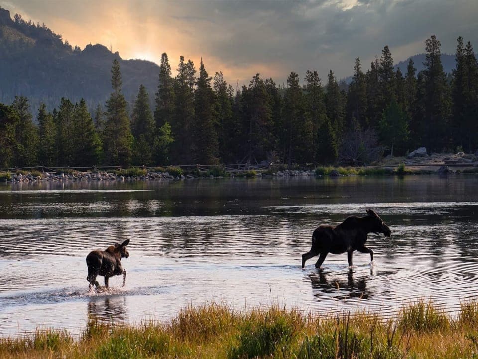 Moose RMNP RC