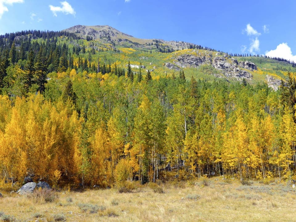 Direct access to National Forest trails — no driving required to start your adventure.
