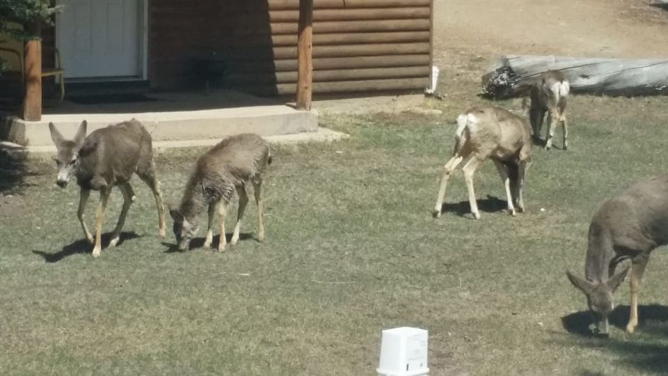 Property grounds