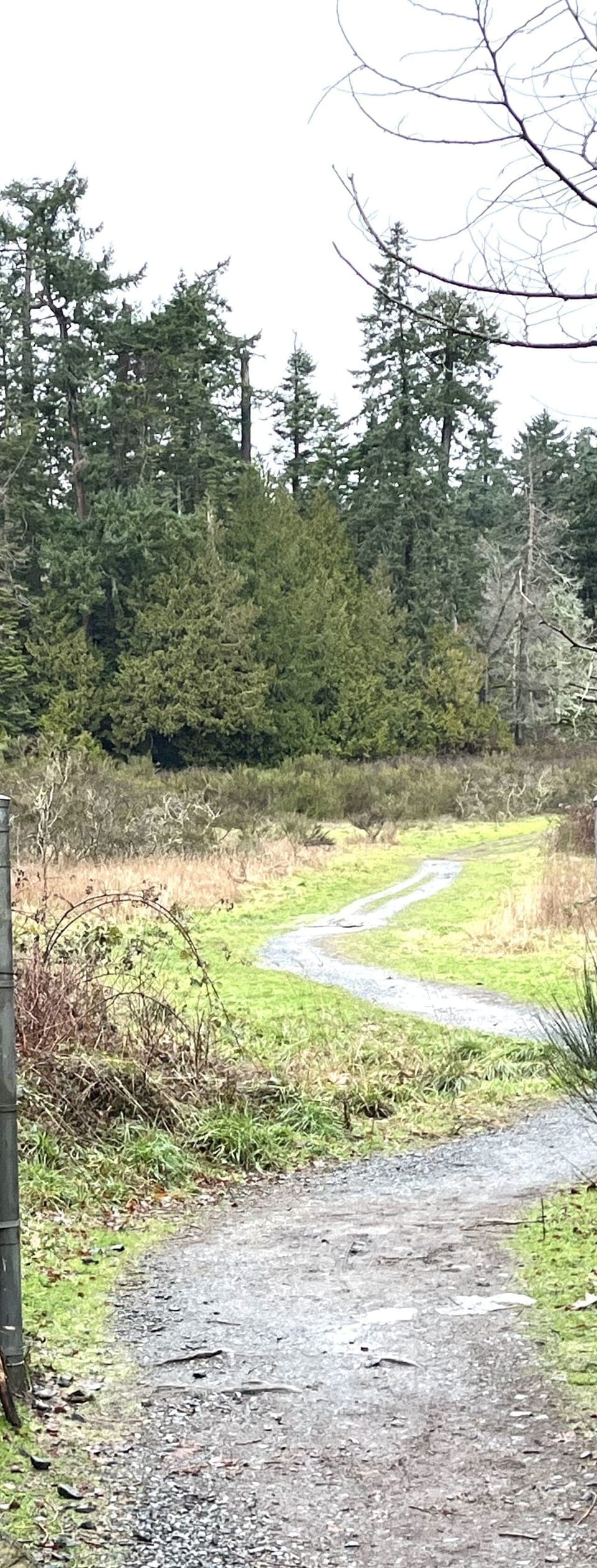 Many forest trails to explore