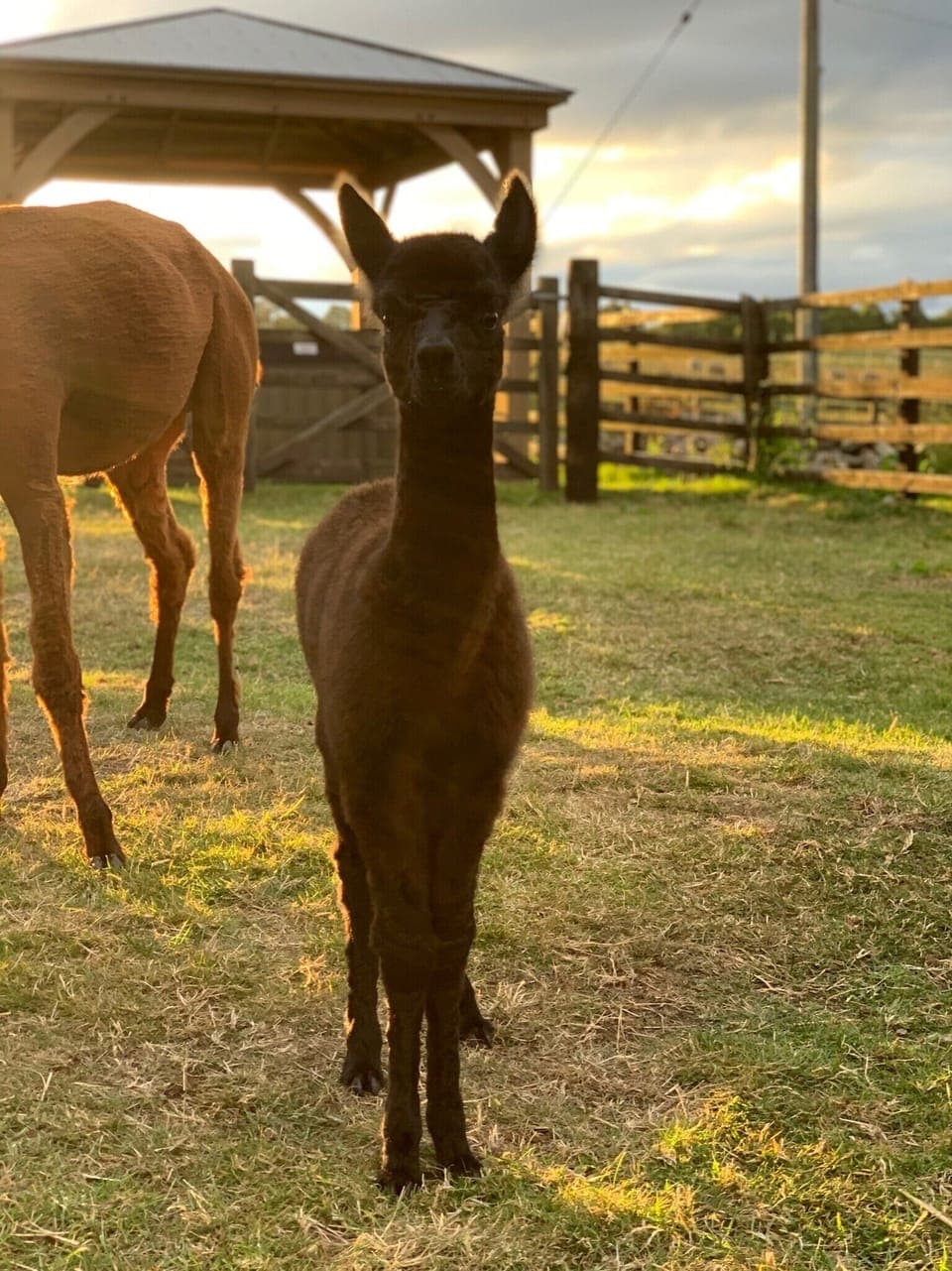 Alpacas on the farm (2)