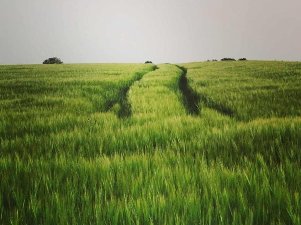 Region [summer] (>5 km)